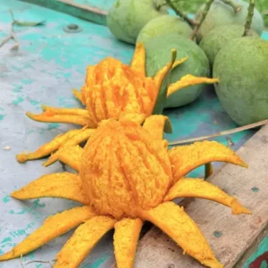 হিমসাগর আম - 24 KG