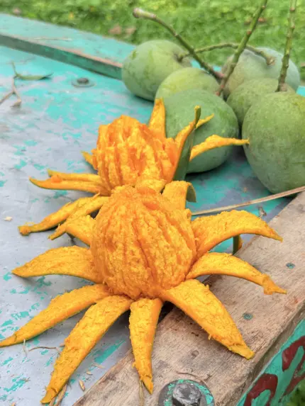 হিমসাগর আম – 10 KG